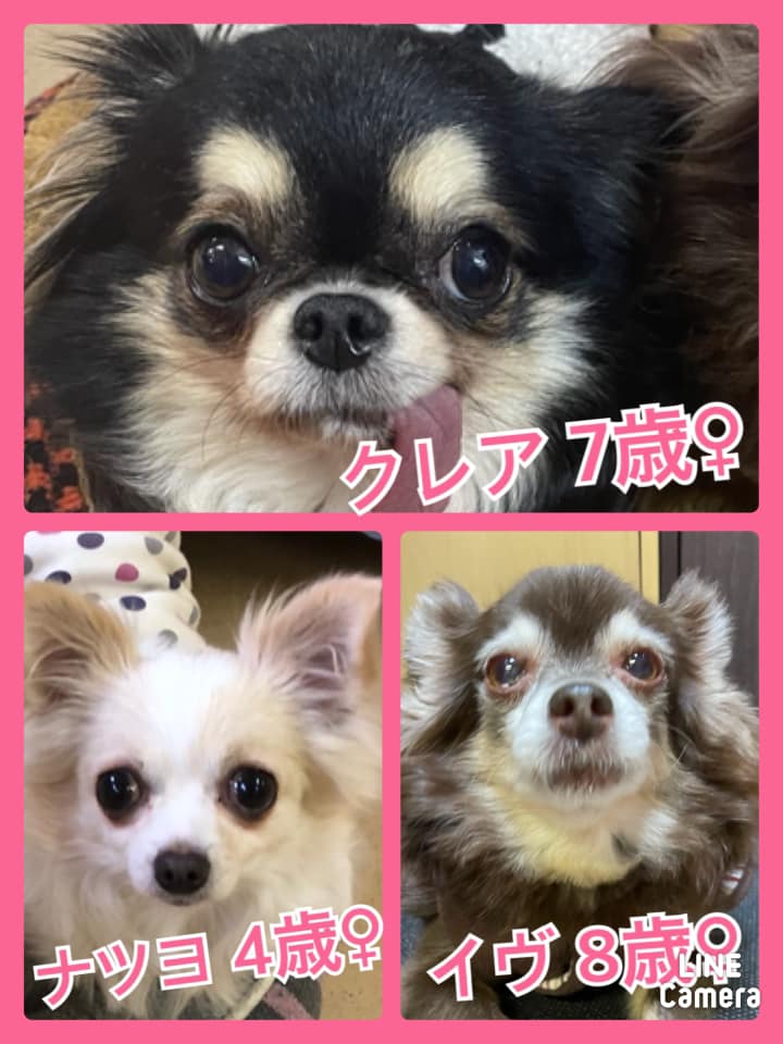 🐾今日の里親様募集中ワンコ🐶メンバーです🐾2021,2,27